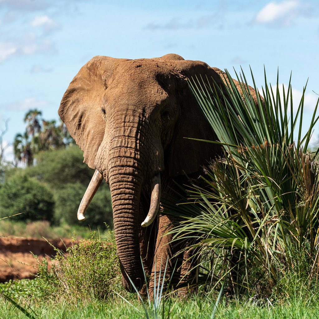 afrique sud elephant